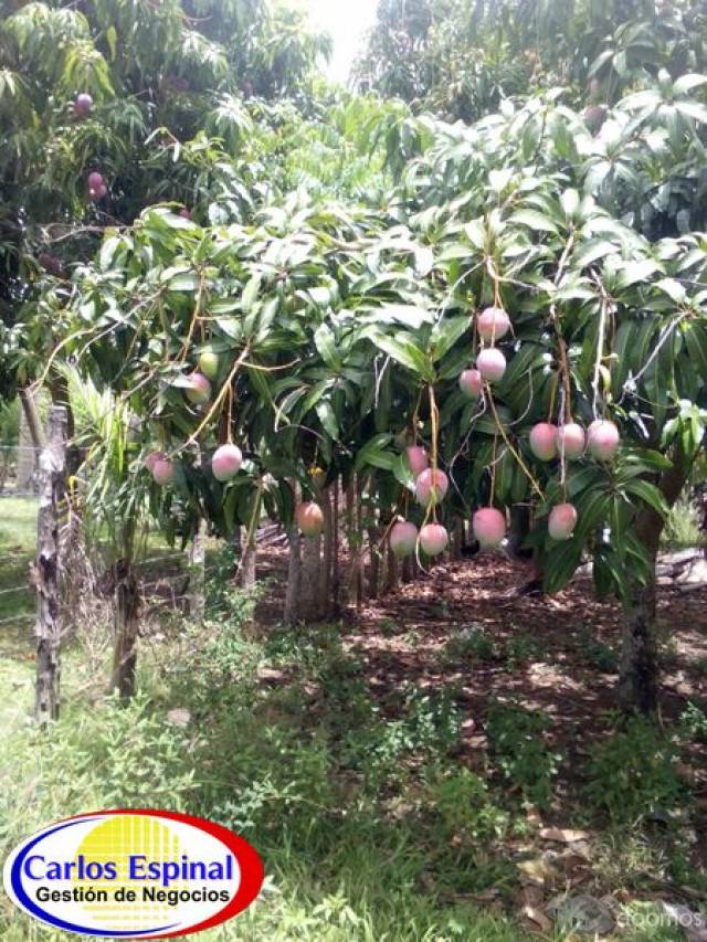 Campito de Venta en Higuey, República Dominicana - 5