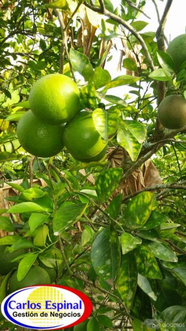 Campito Con Arroyo de Venta en Higuey, República Dominicana - 6