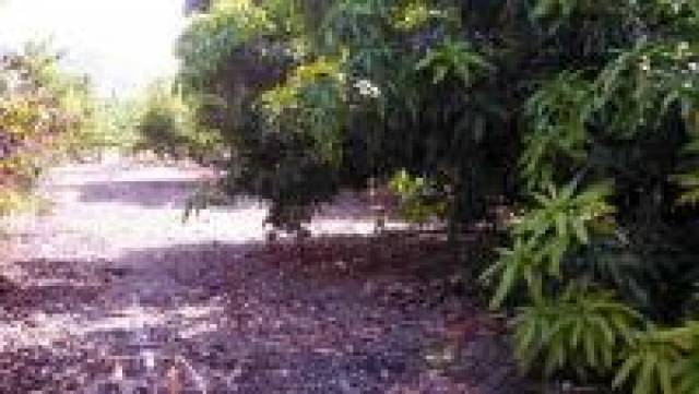 FONCA EN VENTA EN JACAGUA - 3