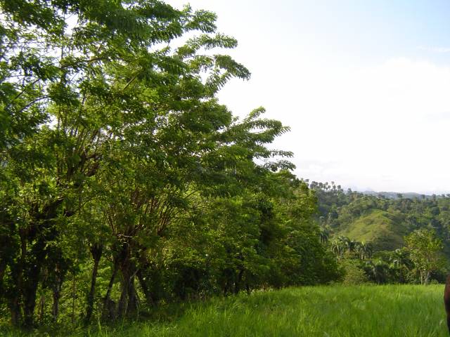 Finca en Yásica - Puerto Plata - 4