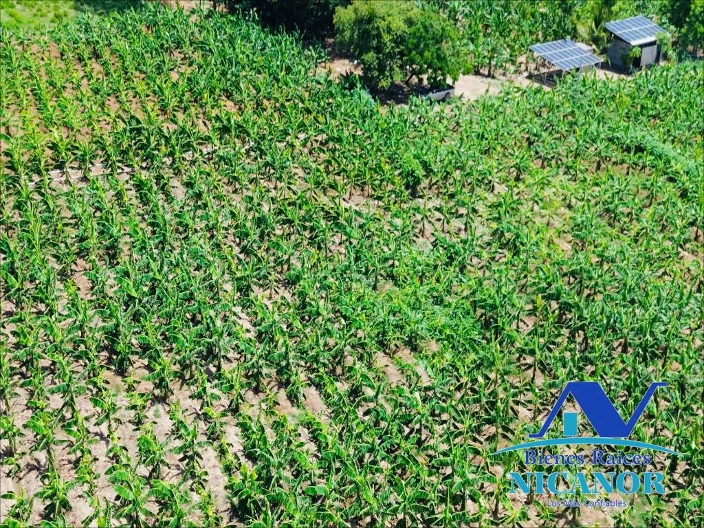 Finca sembrada de platanos en venta - 15