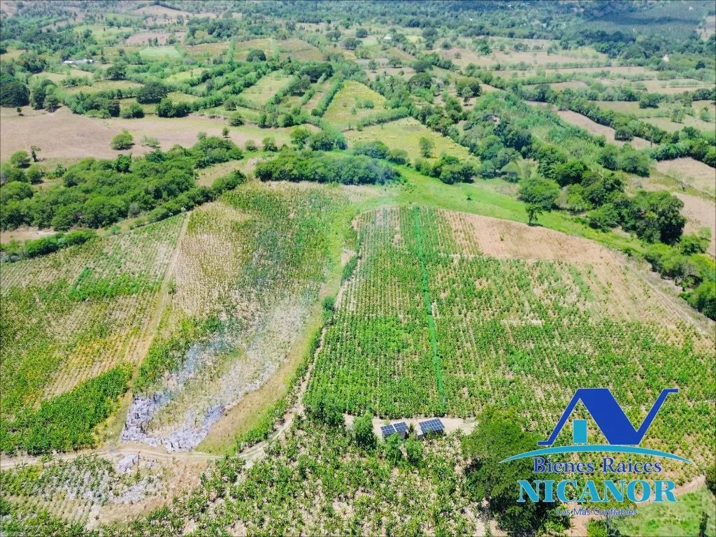 Finca sembrada de platanos en venta - 14
