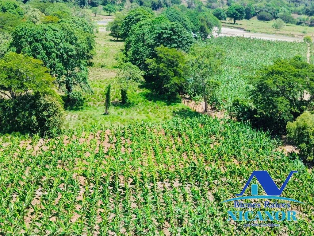 Finca sembrada de platanos en venta - 17