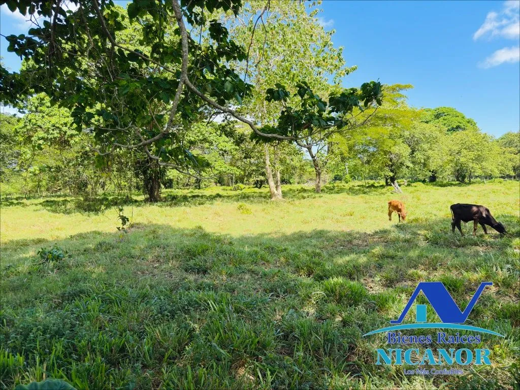 Finca sembrada de platanos en venta - 3