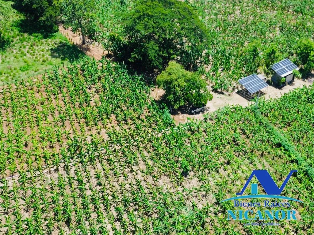 Finca sembrada de platanos en venta - 16
