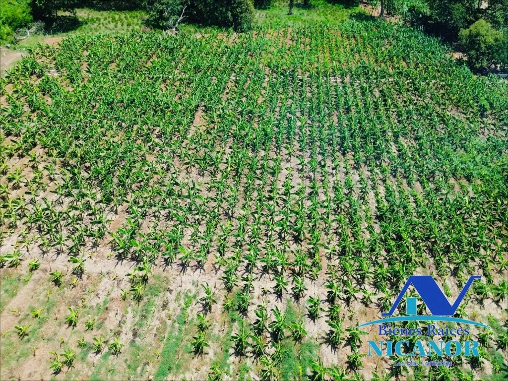 Finca sembrada de platanos en venta - 11
