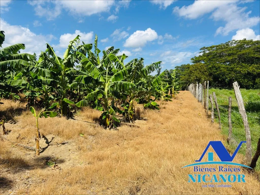 Finca sembrada de platanos en venta - 2