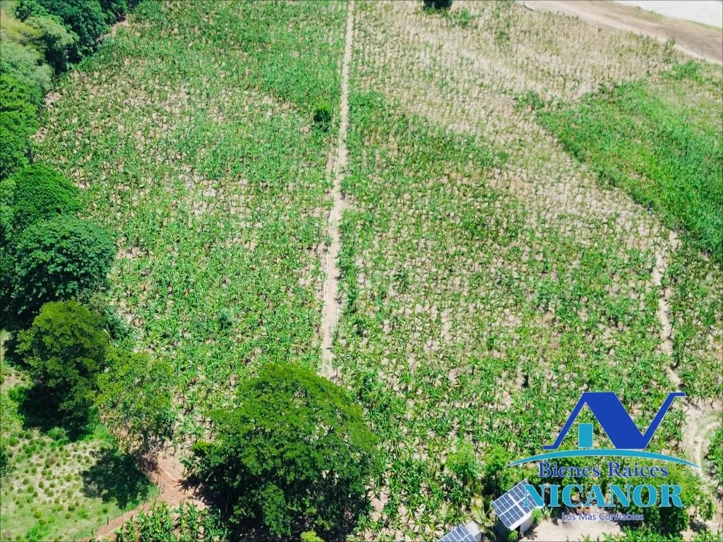 Finca sembrada de platanos en venta - 18