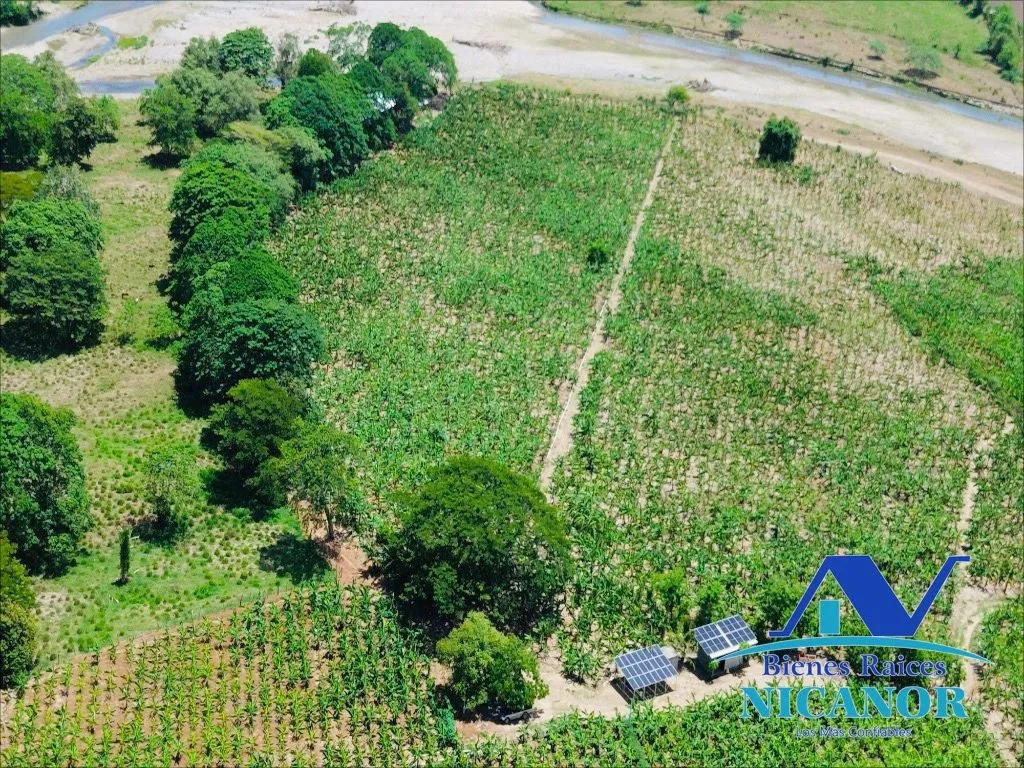 Finca sembrada de platanos en venta - 19