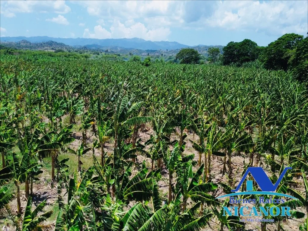 Finca sembrada de platanos en venta - 10