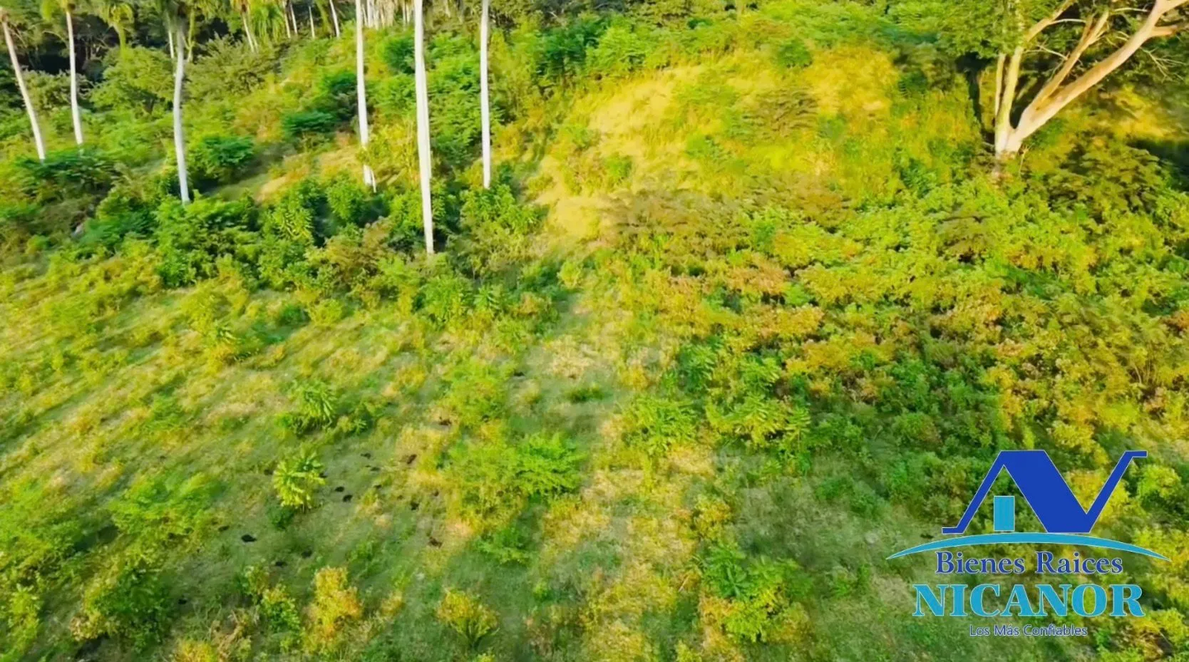 Finca ganadera de 1,150 tareas en venta en Guananico - 8