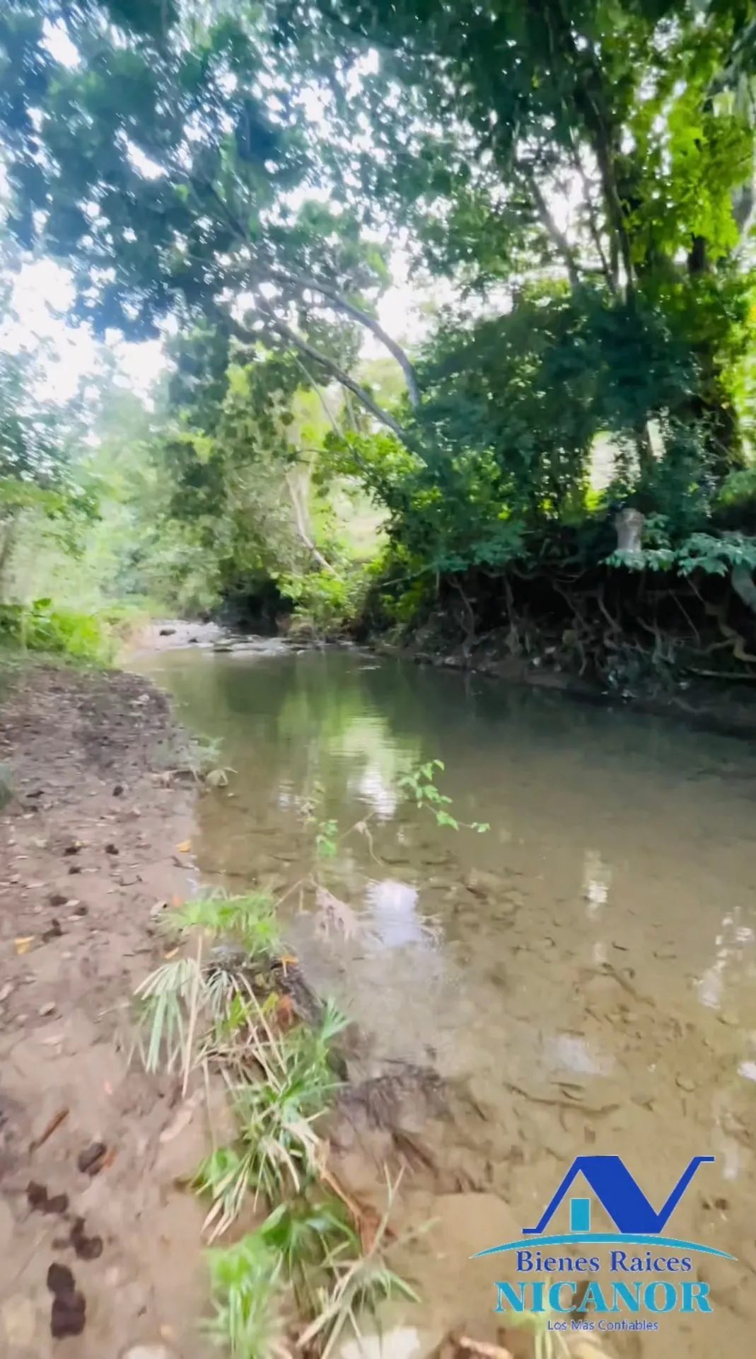 Finca de 1,150 tareas en venta en Guananico - 17
