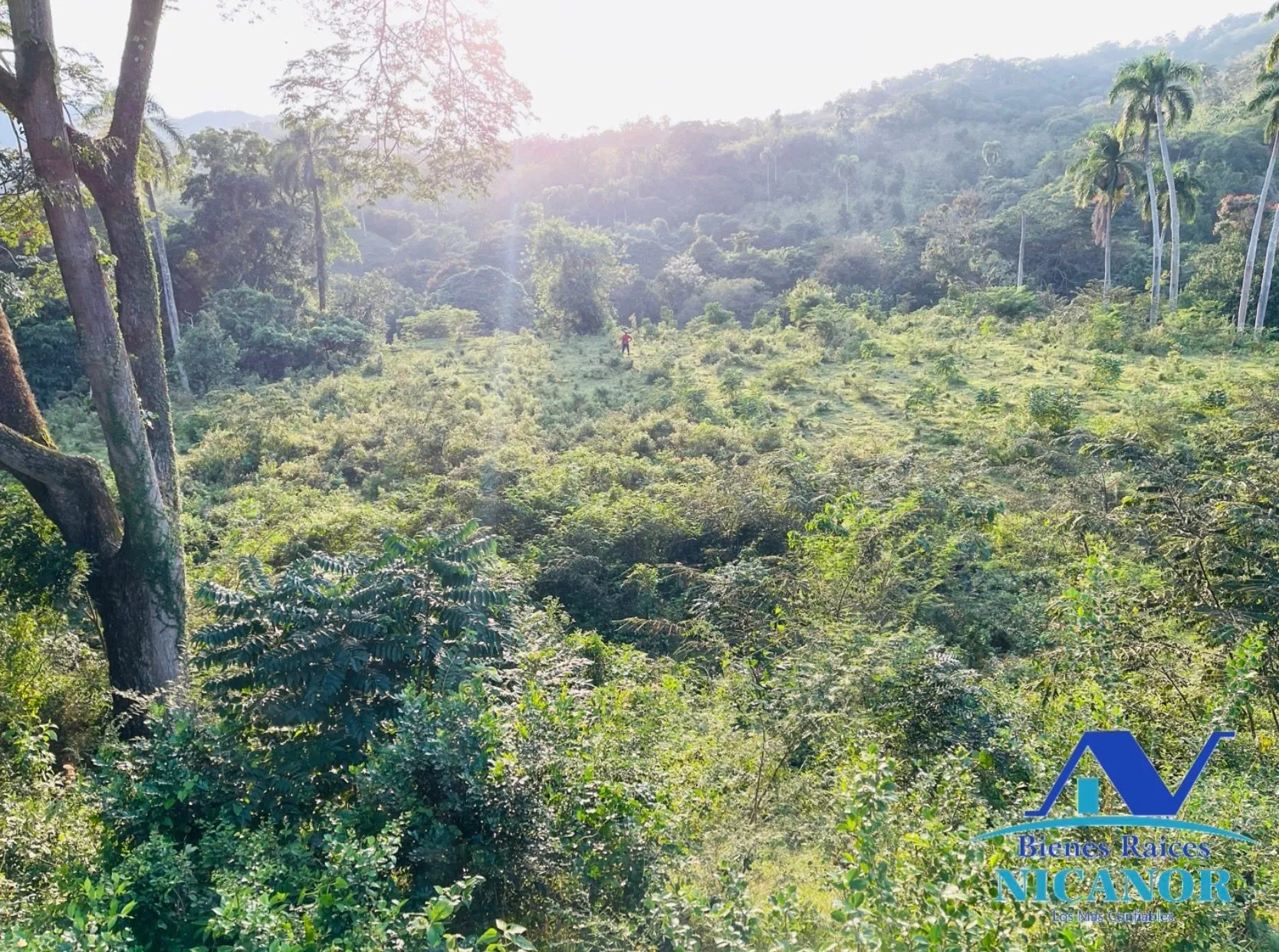 Finca de 1,150 tareas en venta en Guananico - 6