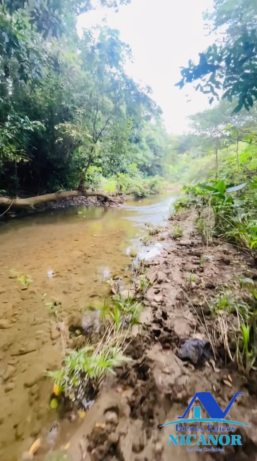 Finca de 1,150 tareas en venta en Guananico - 15