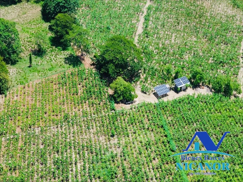 Finca sembrada de platano en venta - 3