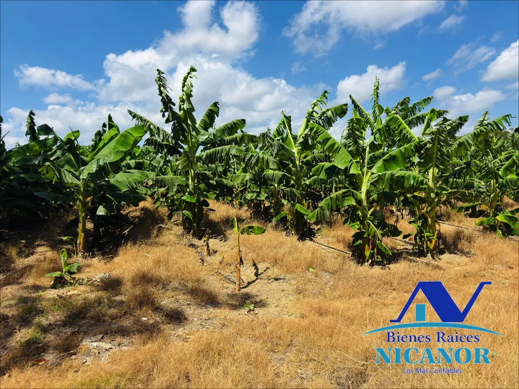 Finca sembrada de platano en venta - 15