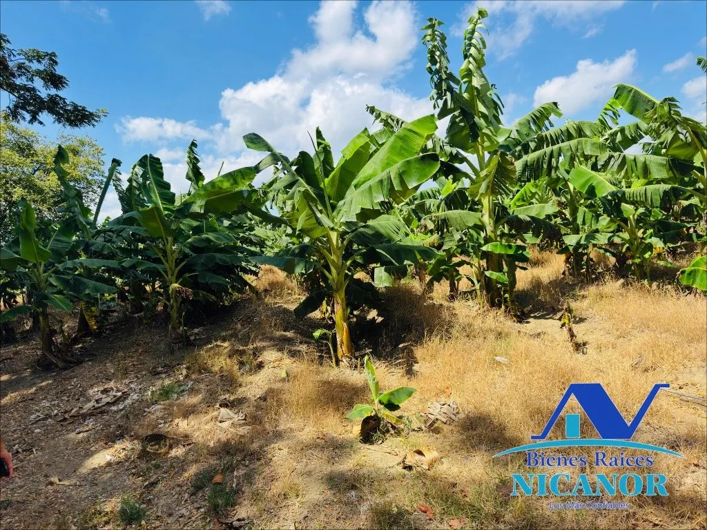 Finca sembrada de platano en venta - 18