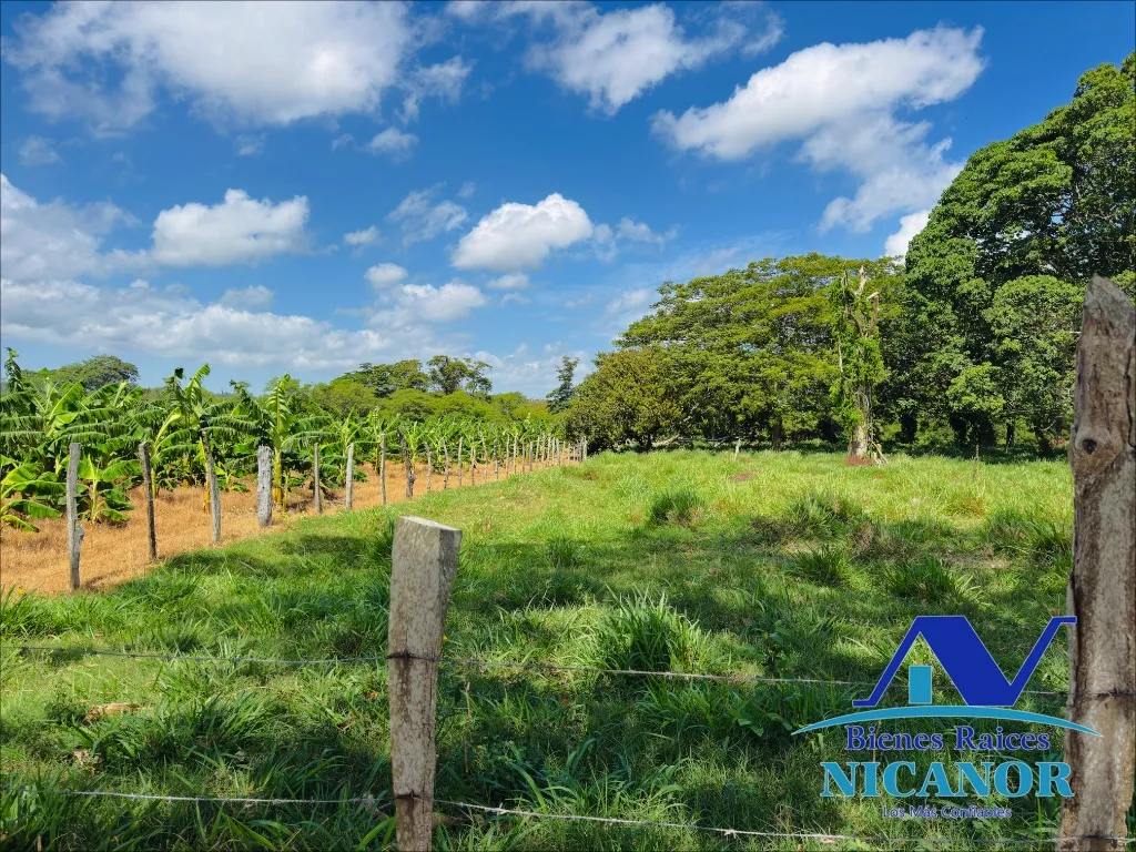 Finca sembrada de platano en venta - 16