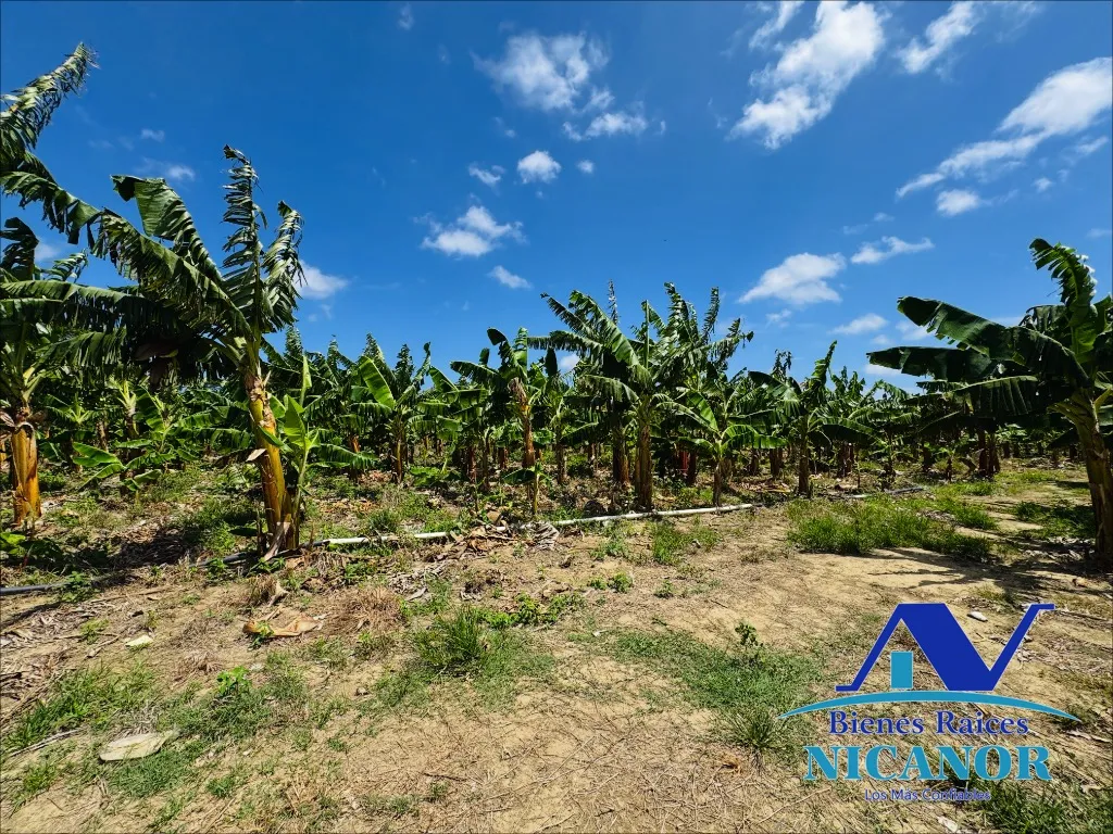 Finca sembrada de platano en venta - 19