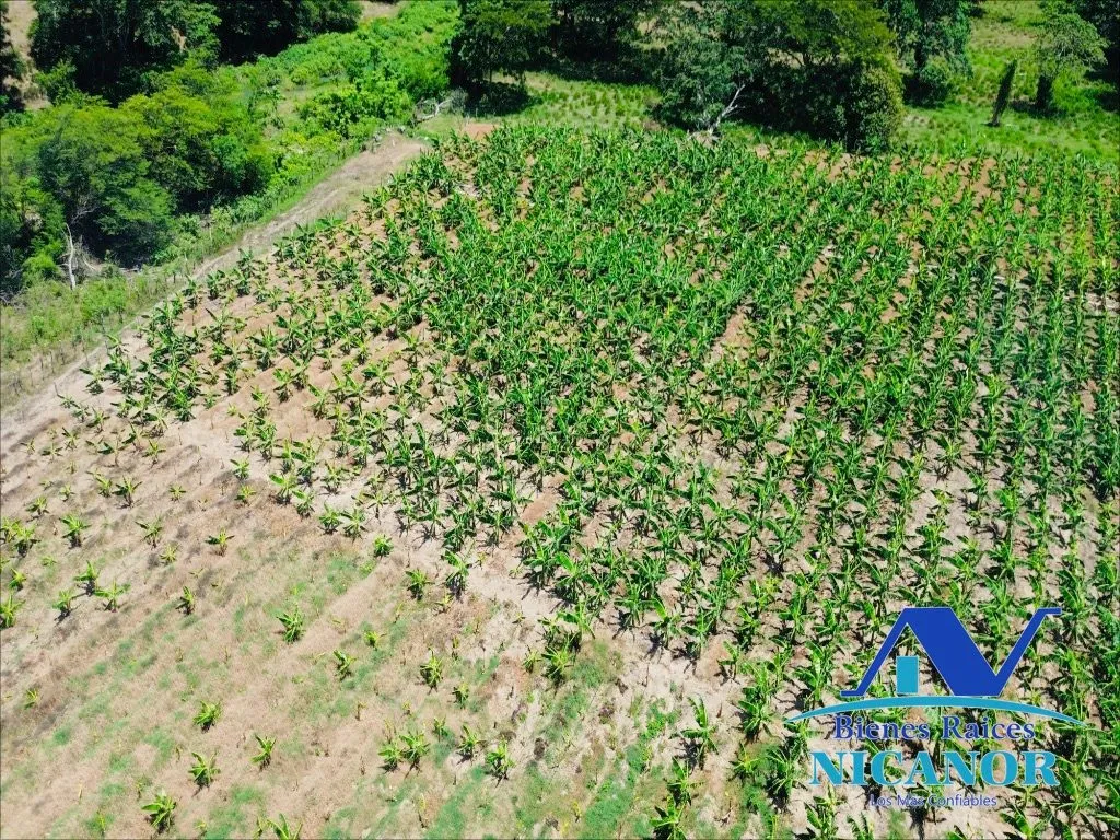 Finca sembrada de platano en venta - 9