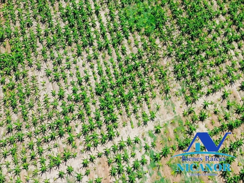 Finca sembrada de platano en venta - 4