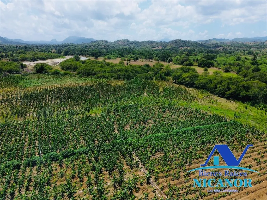 Finca sembrada de platano en venta - 5