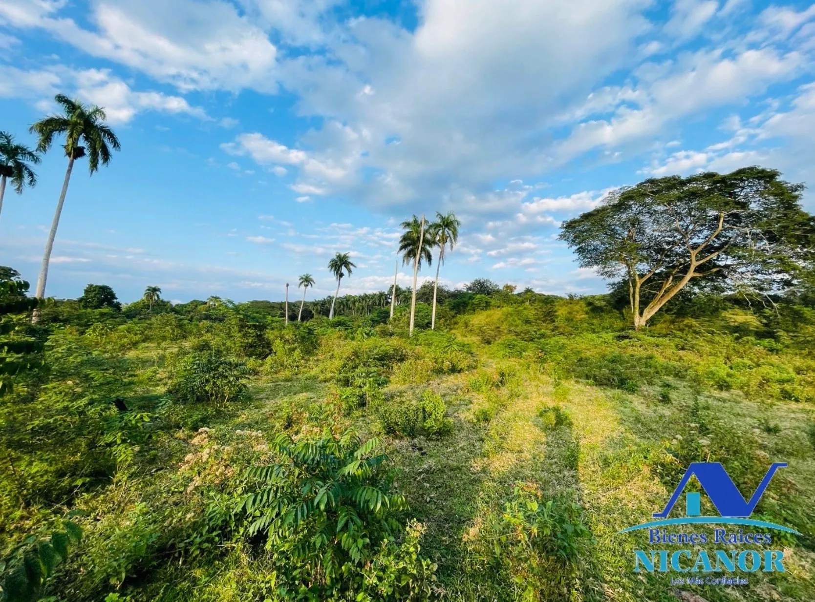 Finca de 1,150 tareas en venta en Guananico - 15