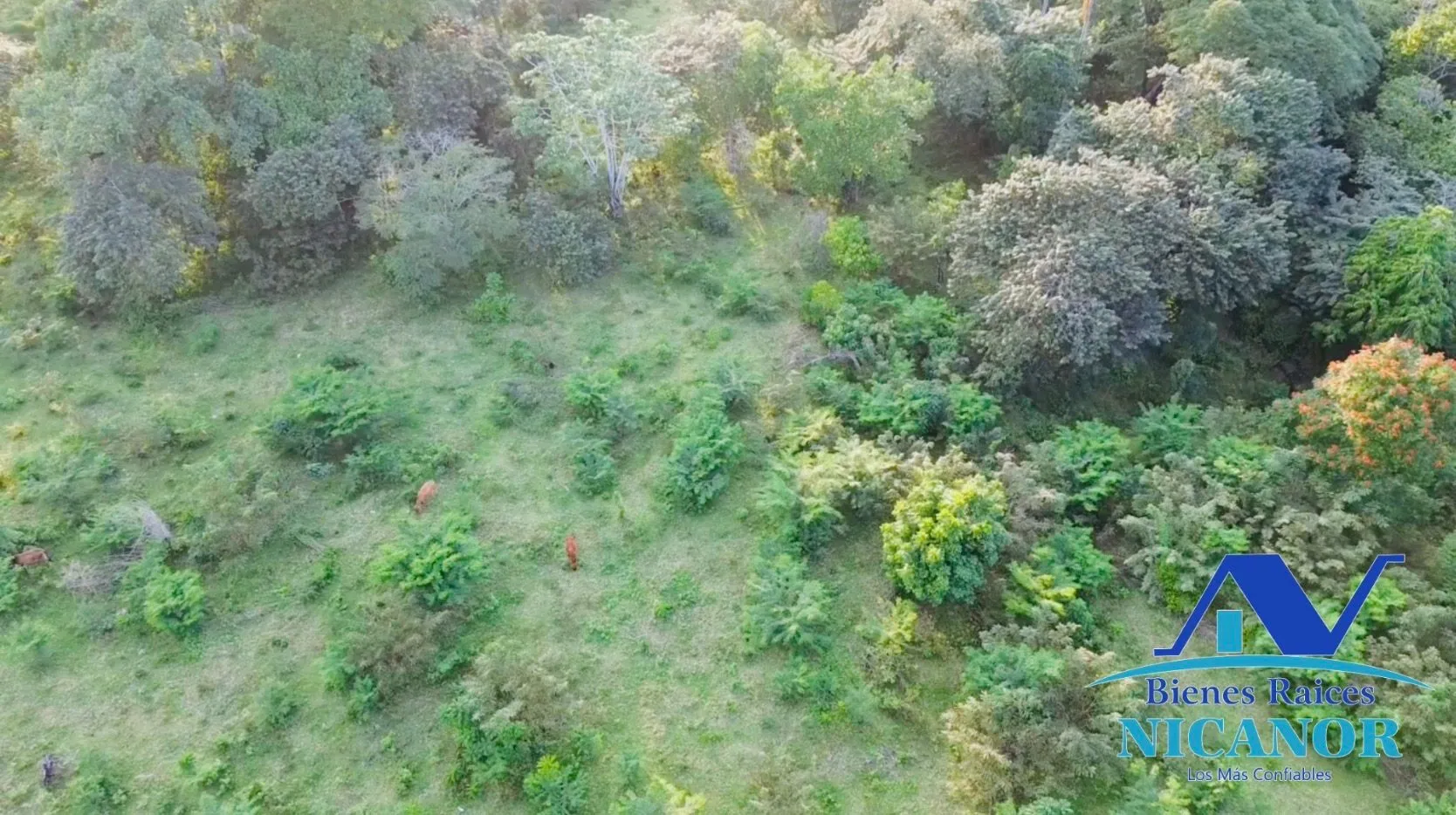 Finca de 1,150 tareas en venta en Guananico - 11